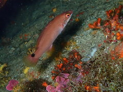 Ctenolabrus rupestris