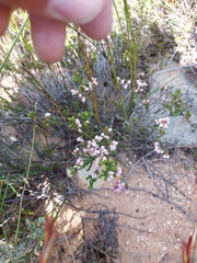 Erica umbelliflora