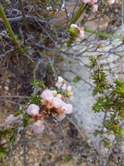 Erica umbelliflora