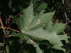 Stigmella aceris