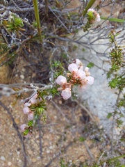 Erica umbelliflora