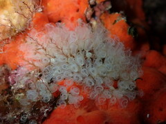 Pycnoclavella communis