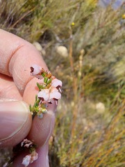 Erica umbelliflora