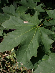 Phyllonorycter joannisi