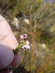 Erica umbelliflora