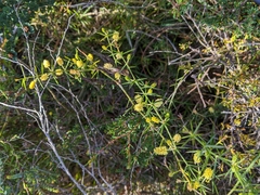 Acacia verticillata verticillata