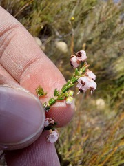 Erica umbelliflora
