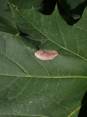Phyllonorycter joannisi
