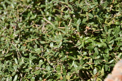 Quercus coccifera