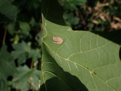 Phyllonorycter joannisi