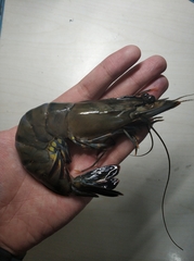 Penaeus monodon