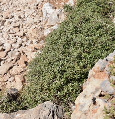 Quercus coccifera