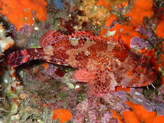 Scorpaena maderensis