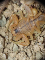 Buthus occitanus