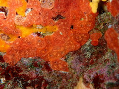 Polysyncraton lacazei