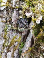 Fuscopannaria leucosticta