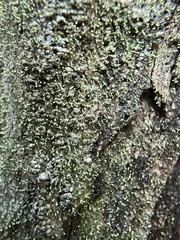 Chaenotheca brachypoda