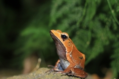 Clinotarsus curtipes