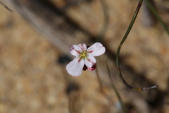 Drosera helodes