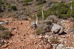 Drimia numidica