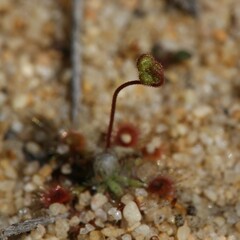 Drosera helodes