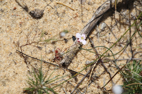 Drosera helodes