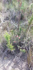 Erica cerinthoides
