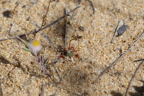 Drosera helodes