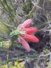 Erica cerinthoides
