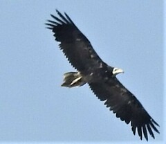 Neophron percnopterus