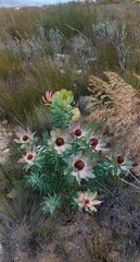 Leucadendron tinctum