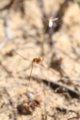 Drosera helodes