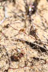 Drosera helodes