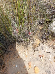 Lampranthus