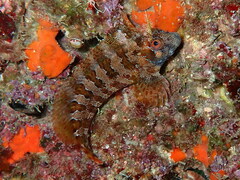 Parablennius gattorugine