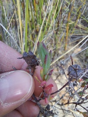 Lampranthus