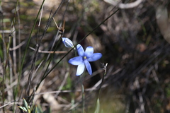 Thelymitra crinita