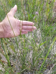 Equisetum laevigatum