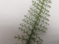Achillea millefolium