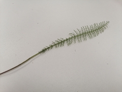 Achillea millefolium