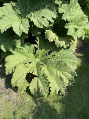 Gunnera