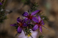 Calytrix