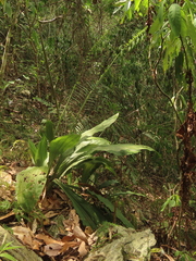 Calanthe