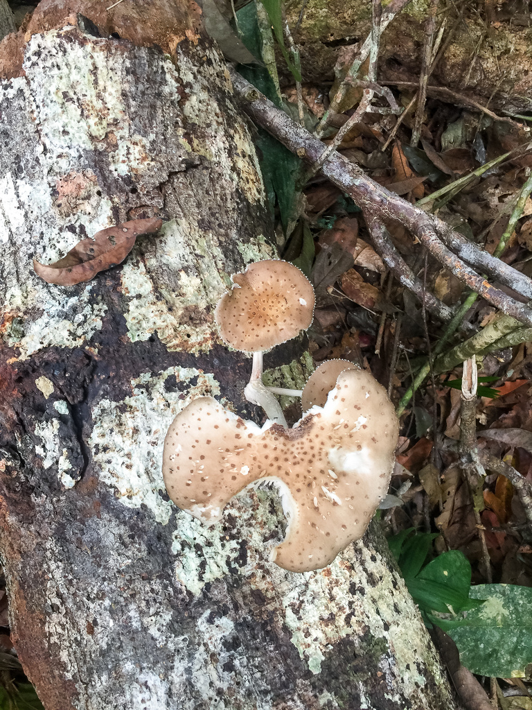 Oudemansiella cubensis · August 2018 · photo: © lostculture (iNaturalist, cc-by)