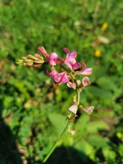 Onobrychis viciifolia