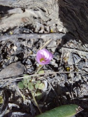 Oxalis algoensis