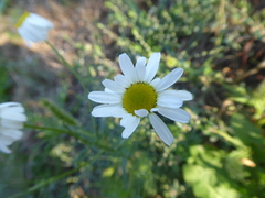 Anthemis arvensis