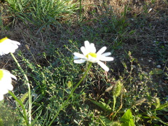 Anthemis arvensis