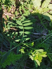 Onobrychis viciifolia