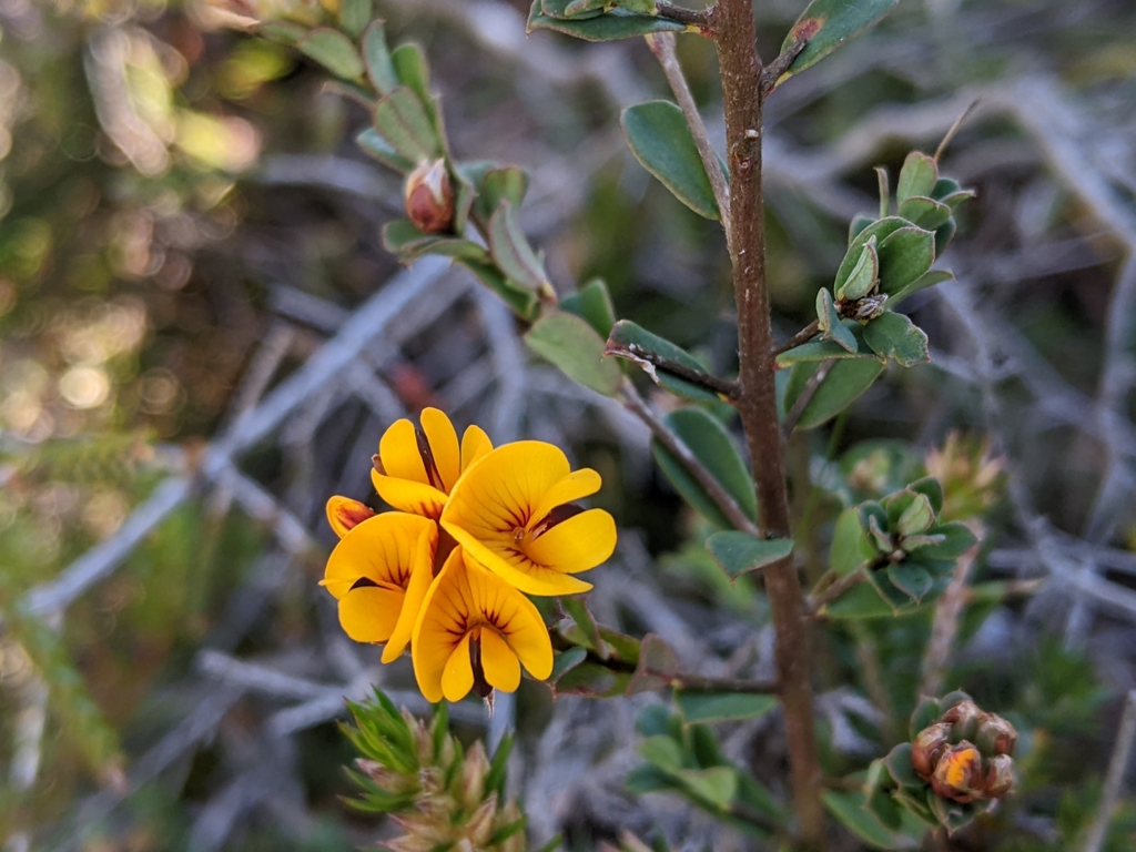 Large Leaf Bush Pea From Coles Bay Tas Australia On September At Pm By Nick